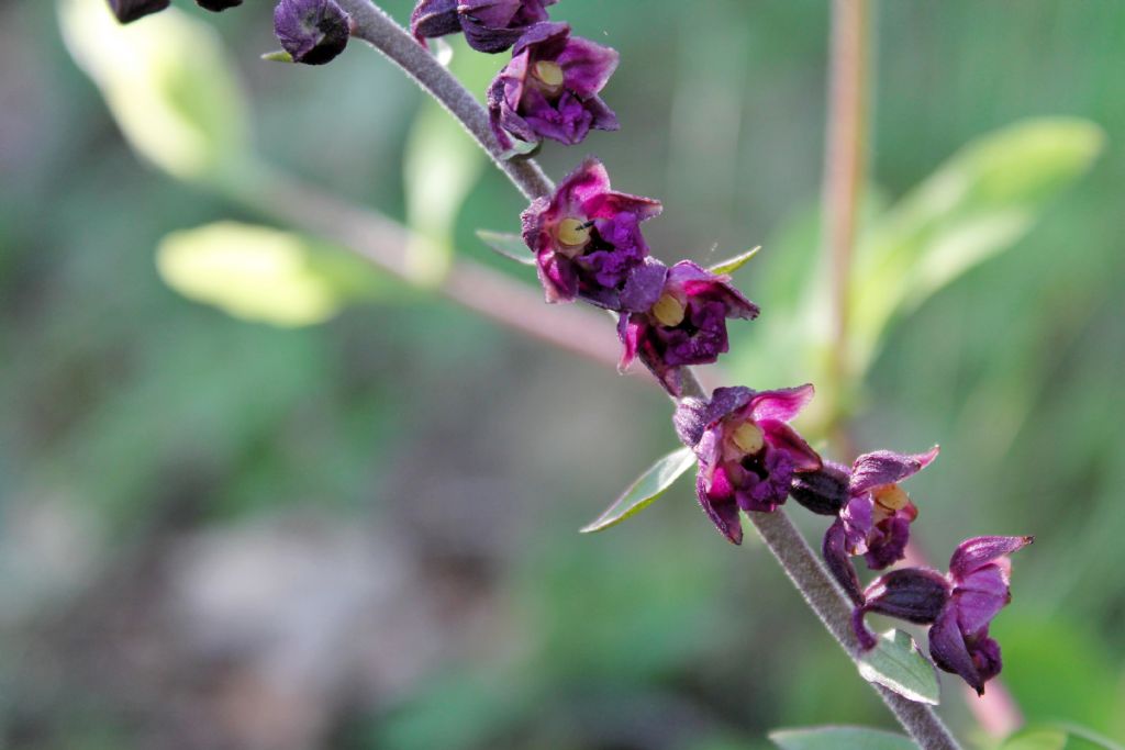 Epipactis atrorubens